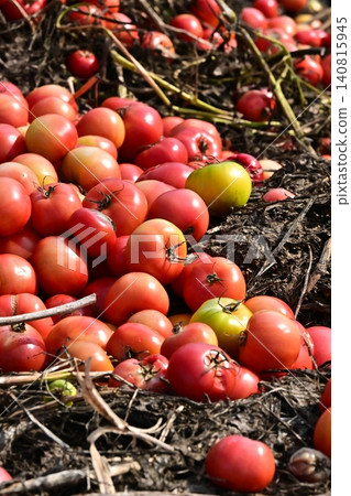 被丟棄的蔬菜（番茄）、不合格蔬菜、食物浪費問題、瑕疵產品 140815945