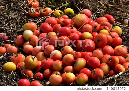 Discarded vegetables (tomatoes), substandard vegetables, food waste problem, defective products 140815952