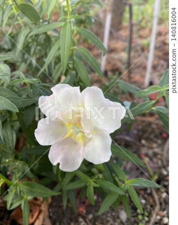 Delicate white snapdragon flowers blooming in the garden. Delicate white snapdragon flowers blooming in the garden. 140816004