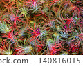 Colorful ornamental plants lined up at a flower shop 140816015