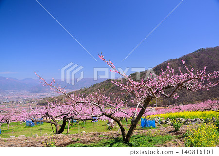 Springtime paradise in Yamanashi Springtime paradise in Yamanashi 140816101