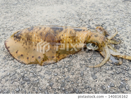 Freshly caught bigfin reef squid Freshly caught bigfin reef squid 140816162