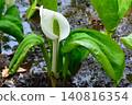 Water Basho Water Basho 140816354