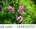 Peach blossoms Peach blossoms 140816355