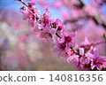 Peach blossoms Peach blossoms 140816356