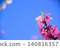 Peach blossoms Peach blossoms 140816357