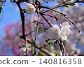 Peach blossoms Peach blossoms 140816358