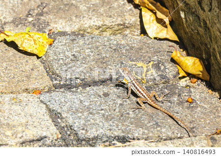 Lizard on rock in tropical rainforest Rio de Janeiro Brazil. 140816493