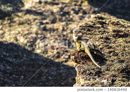 Lizard on rock in tropical rainforest Rio de Janeiro Brazil. Lizard on rock in tropical rainforest Rio de Janeiro Brazil. 140816498
