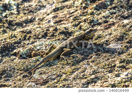 Lizard on rock in tropical rainforest Rio de Janeiro Brazil. Lizard on rock in tropical rainforest Rio de Janeiro Brazil. 140816499