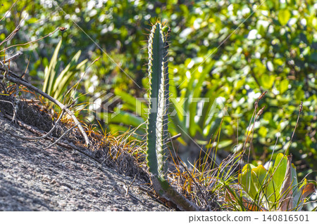 Cactus and cacti plants in tropical nature in Brazil. Cactus and cacti plants in tropical nature in Brazil. 140816501