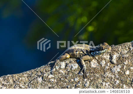 Lizard on rock in tropical rainforest Rio de Janeiro Brazil. Lizard on rock in tropical rainforest Rio de Janeiro Brazil. 140816510