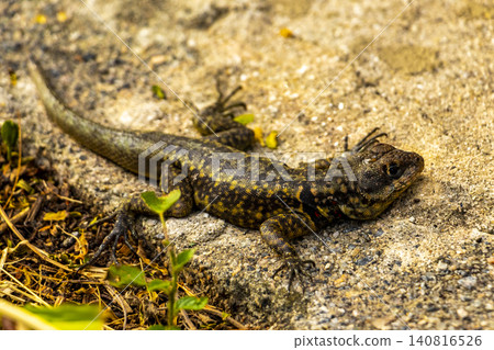 Lizard on rock in tropical rainforest Rio de Janeiro Brazil. 140816526