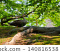 A small traveler on the roots 140816538