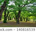 Under the gentle sunlight filtering through the trees 140816539