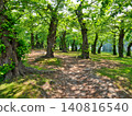 Under the gentle sunlight filtering through the trees 140816540