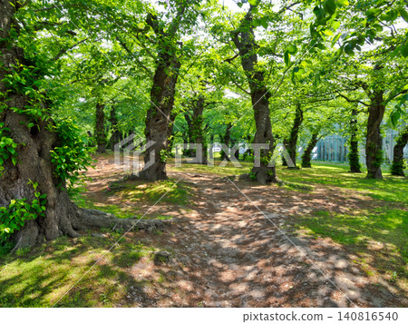 Under the gentle sunlight filtering through the trees Under the gentle sunlight filtering through the trees 140816540