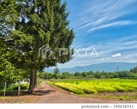 Early summer in the northern lands Early summer in the northern lands 140816541