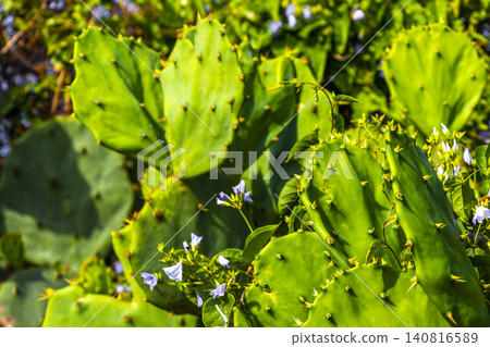 Cactus and cacti plants in tropical nature in Brazil. 140816589