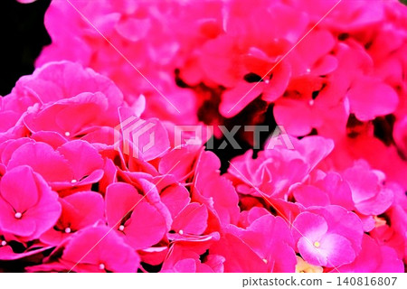 A vibrant pink hydrangea flower (close-up) A vibrant pink hydrangea flower (close-up) 140816807