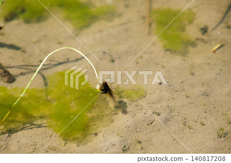 Tadpoles with their mouths open swimming in a rice paddy, surrounded by green algae. Tadpoles with their mouths open swimming in a rice paddy, surrounded by green algae. 140817208