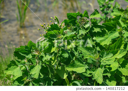 The vibrant green of the goosefoot growing wild on the rice paddy banks. The vibrant green of the goosefoot growing wild on the rice paddy banks. 140817212