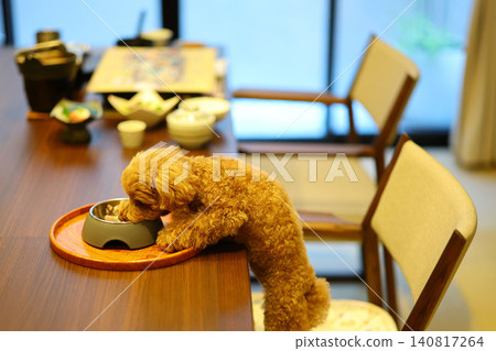 A toy poodle stretching to eat its meal. A toy poodle stretching to eat its meal. 140817264