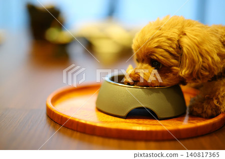 A toy poodle eating its food with single-minded focus. A toy poodle eating its food with single-minded focus. 140817365