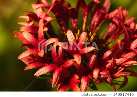 花壇裡盛開著一簇簇美麗柔和的紅色花朵。 花壇裡盛開著一簇簇美麗柔和的紅色花朵。 140817410