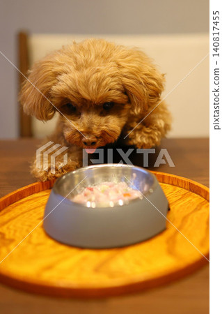 一隻玩具貴賓犬全神貫注地吃著東西。 一隻玩具貴賓犬全神貫注地吃著東西。 140817455