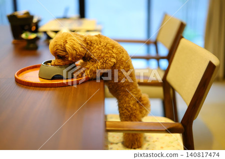A toy poodle stretching to eat its meal. A toy poodle stretching to eat its meal. 140817474