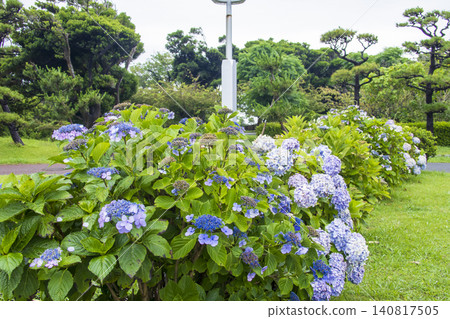 Jogashima, the southernmost island of Kanagawa Prefecture, during the rainy season. 140817505