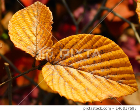 Autumn, two leaves that have turned red. Autumn, two leaves that have turned red. 140817695
