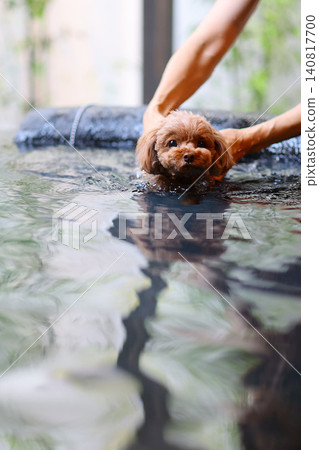 Toy poodle taking a swim in a hot spring Toy poodle taking a swim in a hot spring 140817700