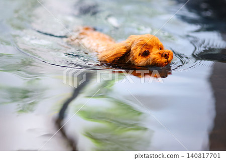 Toy poodle taking a swim in a hot spring Toy poodle taking a swim in a hot spring 140817701