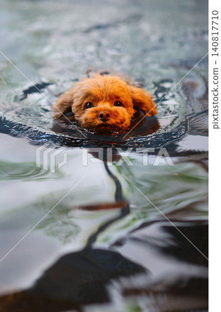 Toy poodle taking a swim in a hot spring Toy poodle taking a swim in a hot spring 140817710