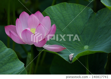 A beautiful ancient lotus that drops its pink petals onto its leaves. A beautiful ancient lotus that drops its pink petals onto its leaves. 140817741