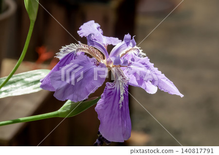 It is called Hiohgi-ayame because the base of its leaves resembles a fan. It is called Hiohgi-ayame because the base of its leaves resembles a fan. 140817791