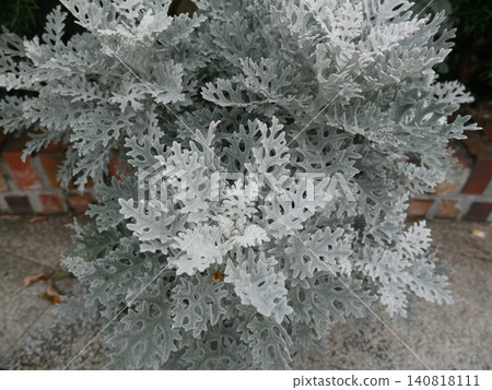 Silverleaf Chrysanthemum Silverleaf Chrysanthemum 140818111