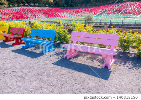 Colorful benches placed in a flower field Colorful benches placed in a flower field 140818150
