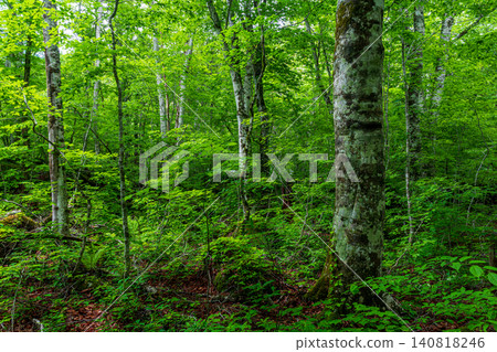 Beech forest near Ishigato (Oirase Stream) Beech forest near Ishigato (Oirase Stream) 140818246