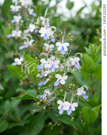 Blue Butterfly Blue Butterfly 140818288