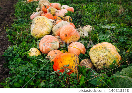 Pumpkins lying on the grass in a field after the harvest 140818358