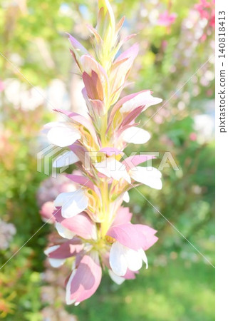 可用於園藝和季節性插花的茛莧葉圖片素材。 可用於園藝和季節性插花的茛莧葉圖片素材。 140818413