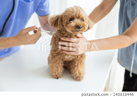獸醫:玩具貴賓犬正在接種疫苗 獸醫:玩具貴賓犬正在接種疫苗 140818446