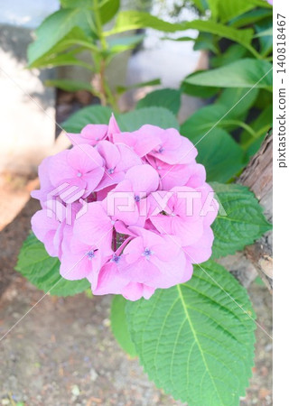 Pink hydrangea photo material that can be used for rainy season or early summer flower images. 140818467
