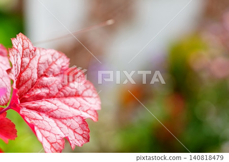 Vibrant red heuchera leaves and soft bokeh Vibrant red heuchera leaves and soft bokeh 140818479