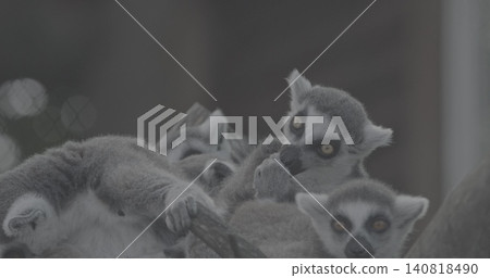 Playful Lemurs Together Amidst Tree Branches Playful Lemurs Together Amidst Tree Branches 140818490