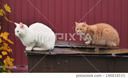 White cat and ginger cat observing surroundings, sitting outdoors on metal bin in autumn White cat and ginger cat observing surroundings, sitting outdoors on metal bin in autumn 140818531