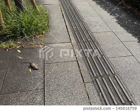 A rat lying on the sidewalk in the morning / The animal A rat lying on the sidewalk in the morning / The animal 140818759